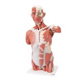 Anatomi modeller